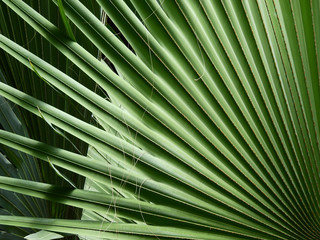 beautiful palm leaves of tree in sunlight