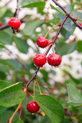 Red cherries on a tree against of green leaves with a blurred background.