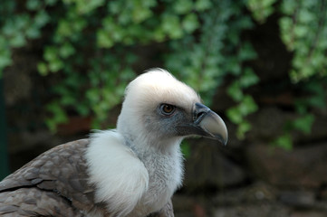 Vogel