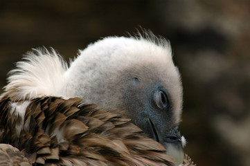 Vogel