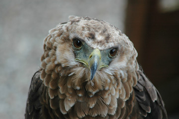 Vogel