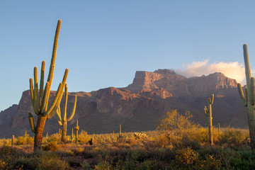 The Superstition Mountains of Arizona in morning light with Saguaro cactus and clouds.