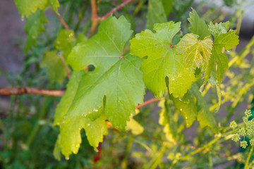 Grape leaf surface with water drops in the garden.