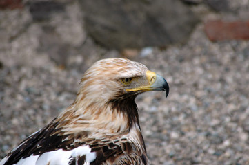 Vogel