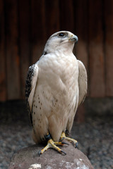 Vogel