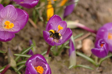 Fototapeta premium Blume