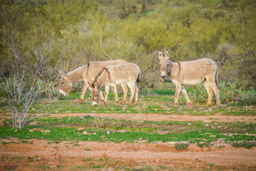 Wild donkeys in their nature desert habitat in Arizona.