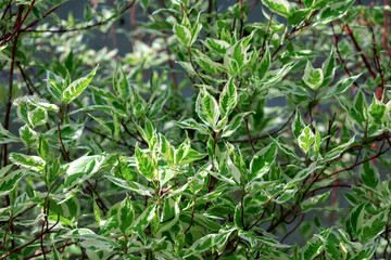 Ornamental shrub Derain White Elegantissima or Cornus alba.