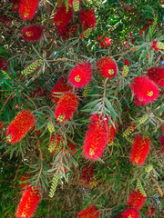 Crimson red Callistemon Citrinus flowering shrub, an Australian native plant commonly known as bottlebrush
