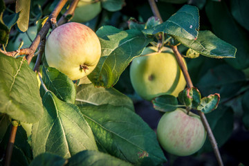 Apples on branches of the tree in the garden.