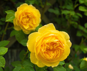 Two yellow roses growing in a garden in north west Italy. They are wet from recent rain