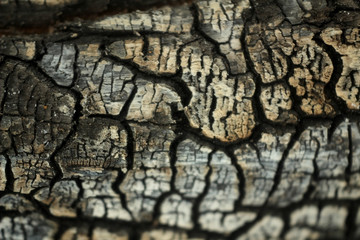macro photo texture of burnt tree. coal texture, ebony