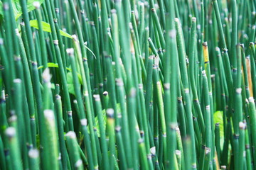 Macro bamboo photo