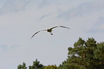 Storch