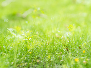 green grass background with dew drops and yellow flowers