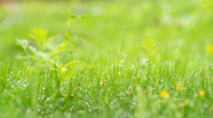 green grass background with dew drops and yellow flowers