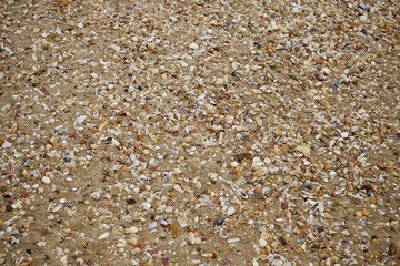 Muschelschalen am Atlantik bei Lissabon