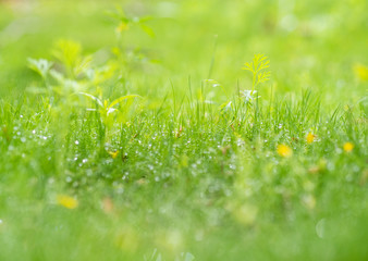green grass background with dew drops and small flowers