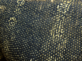skin of water Monitor (Varanus salvator)