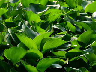 water hyacinth cover in the pond