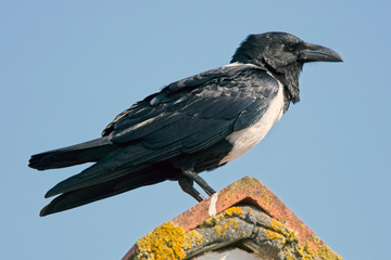 Pied Crow, (Corvus albus), perched on a roof, Lands End, Cornwall, England, UK.