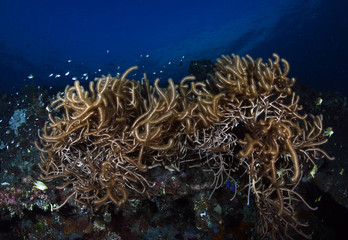 Amazing underwater world - big hard, soft corals. Blue clear sea water. Underwater background. Tropical seas. 