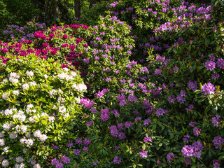 Viele Rhododendron blühen im Park