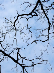 silhouette branch of tree with blue sky
