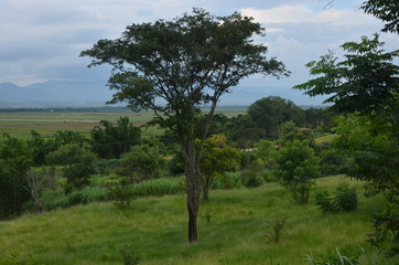 Obraz premium tree in the field