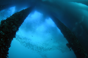 Amazing underwater world. A lot of fisf under the jetty. Blue clear see. Padang Bay, Bali, Indonesia. 