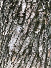 Texture wood, green moss