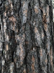 Texture wood, green moss