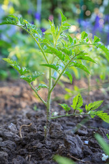 Young tomato plant on a garden bed in the morning.