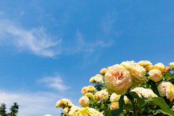黄色いバラと空