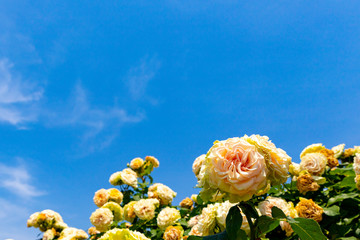 黄色いバラと空
