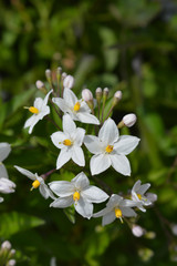 Fototapeta na wymiar Potato vine white flowers in garden