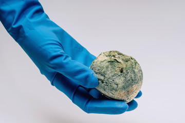 Spoiled pomegranate with mold in female hands in blue gloves on a white background. Ecological...