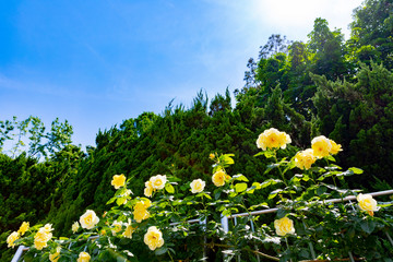 黄色いバラと空