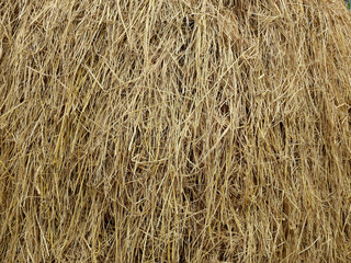 hay dry straw texture background