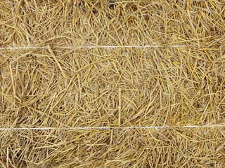 hay dry straw texture background