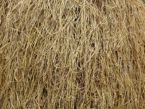hay dry straw texture background