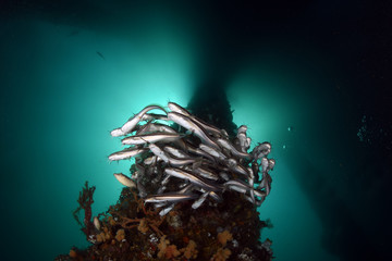 Amazing underwater world - a big school of cat fish under the jetty. Wide angle photography. Jetty, Padang Bay, Bali, Indonesia. © diveivanov