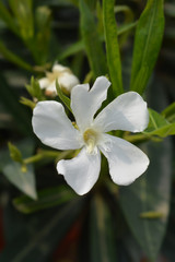 Fototapeta na wymiar White common oleander flower
