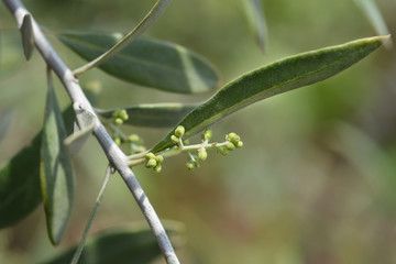 Common olive flower buds