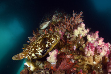 Big Puffer Fish under the Jetty swims between soft and hard corals. Diving, wide angle photography. Jetty dive site, Padang Bay, Bali, Indonesia