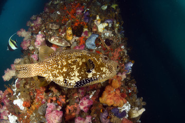 Big Puffer Fish under the Jetty swims between soft and hard corals. Diving, wide angle photography. Jetty dive site, Padang Bay, Bali, Indonesia