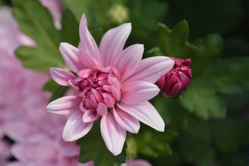 Pink chrysanthemum