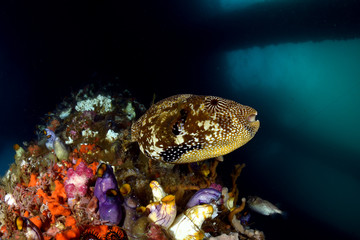 Big Puffer Fish under the Jetty swims between soft and hard corals. Diving, wide angle photography. Jetty dive site, Padang Bay, Bali, Indonesia
