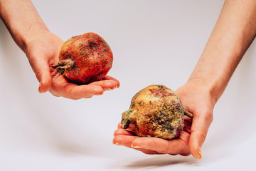 Spoiled pomegranate with mold in female hands on a white background. Ecological disaster in our...