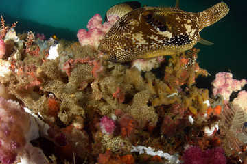 Big Puffer Fish under the Jetty swims between soft and hard corals. Diving, wide angle photography....